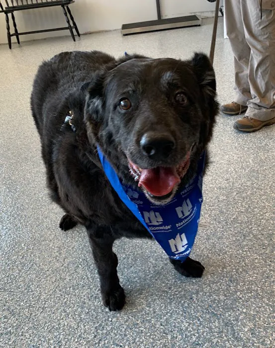 Fairfax Veterinary Hospital 12
