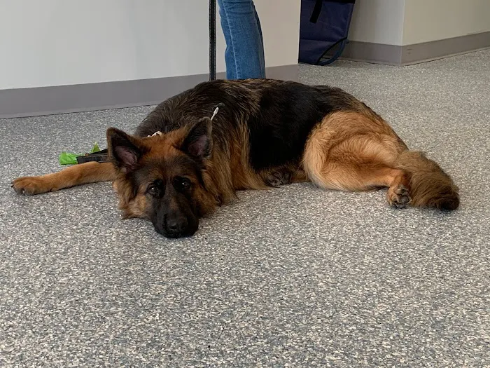 Fairfax Veterinary Hospital 12