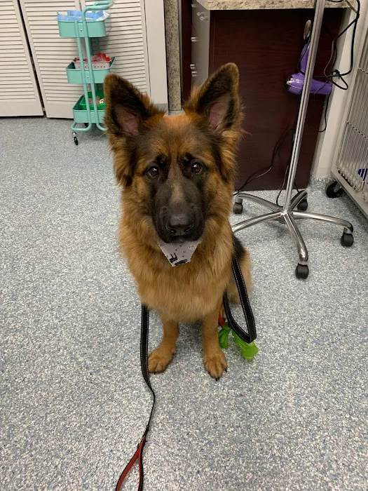 Fairfax Veterinary Hospital 12