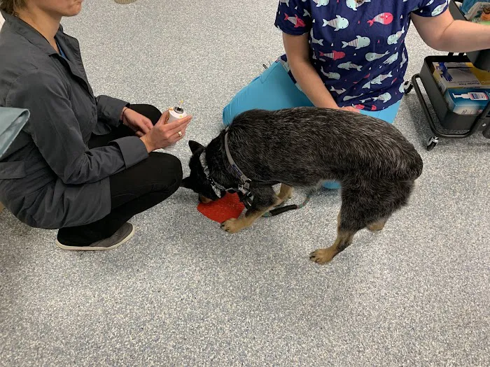 Fairfax Veterinary Hospital 12