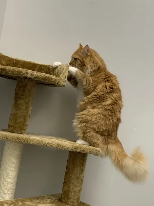 Fairfax Veterinary Hospital 12