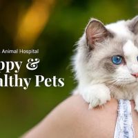 Great Falls Animal Hospital ico