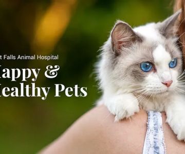 Great Falls Animal Hospital