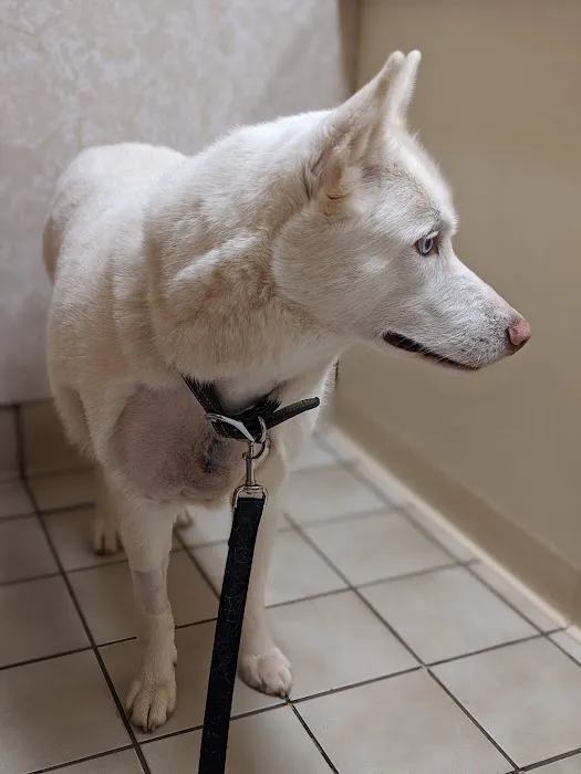 Great Falls Animal Hospital 12