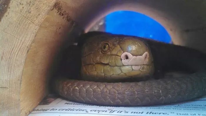 Stahl Exotic Animal Veterinary Services 12