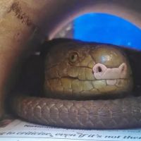 Stahl Exotic Animal Veterinary Services ico