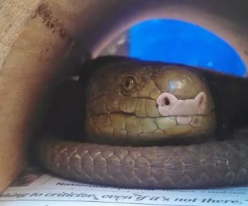 Stahl Exotic Animal Veterinary Services