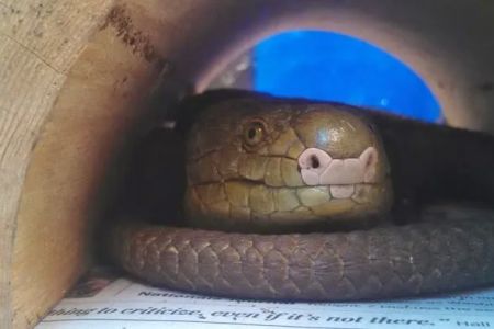 Stahl Exotic Animal Veterinary Services