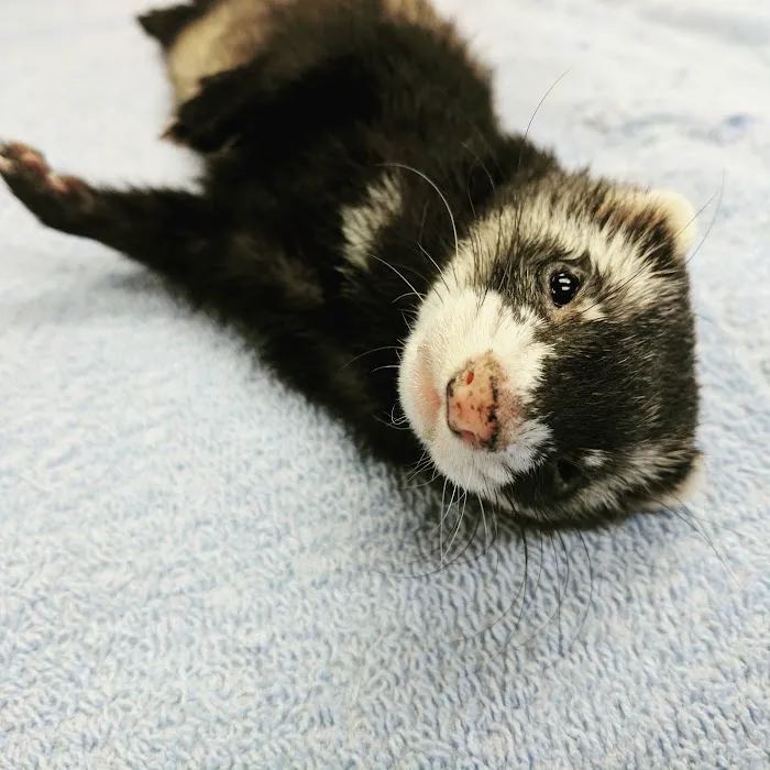 Stahl Exotic Animal Veterinary Services 12
