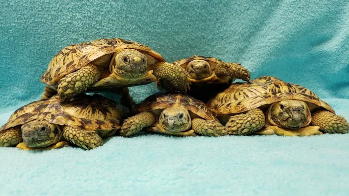 Stahl Exotic Animal Veterinary Services 12