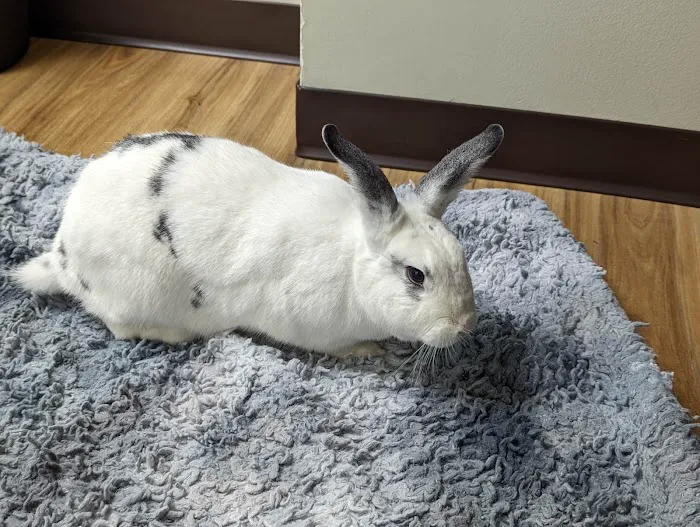 Stahl Exotic Animal Veterinary Services 12