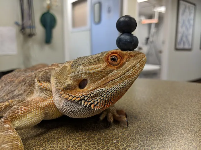 Stahl Exotic Animal Veterinary Services 12