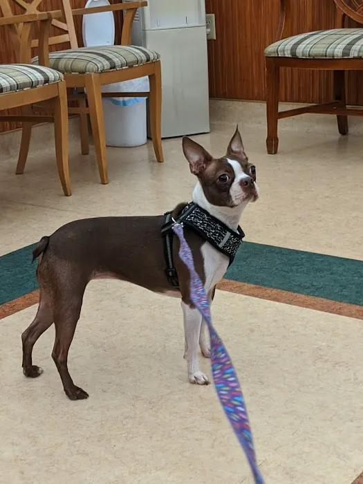 Companion Animal Clinic 5