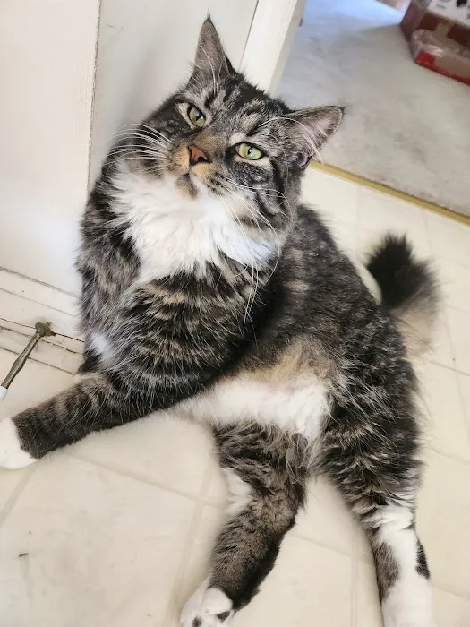 Companion Animal Clinic 6