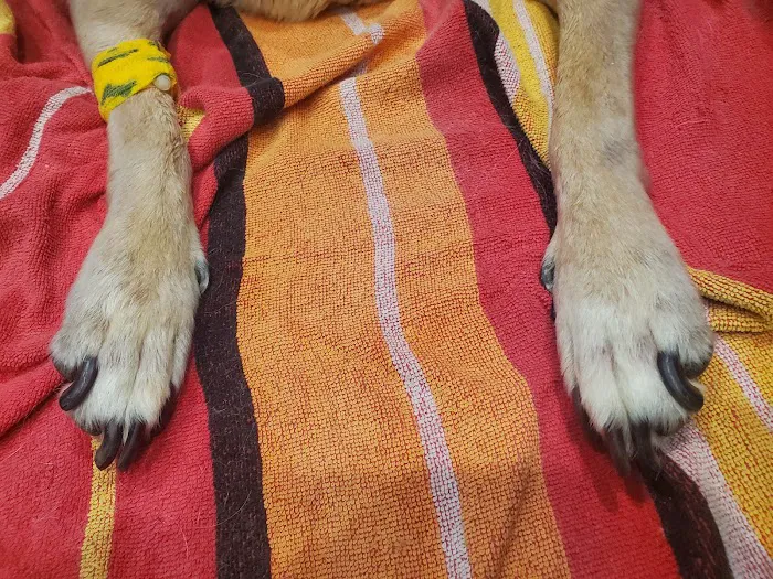 Companion Animal Clinic 1