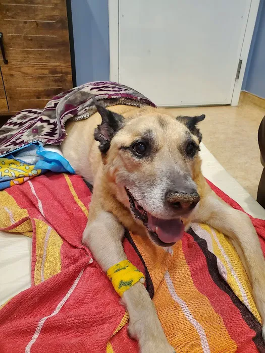 Companion Animal Clinic 8