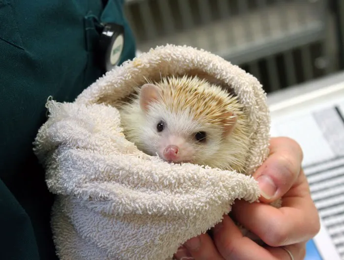 Maryland Avian & Exotics Veterinary Care 12