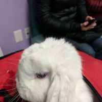 Maryland Avian & Exotics Veterinary Care ico