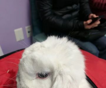 Maryland Avian & Exotics Veterinary Care