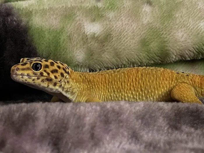 Maryland Avian & Exotics Veterinary Care 12