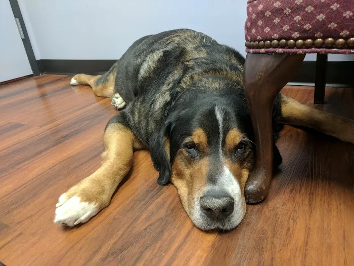 Veterinary Holistic Center 12