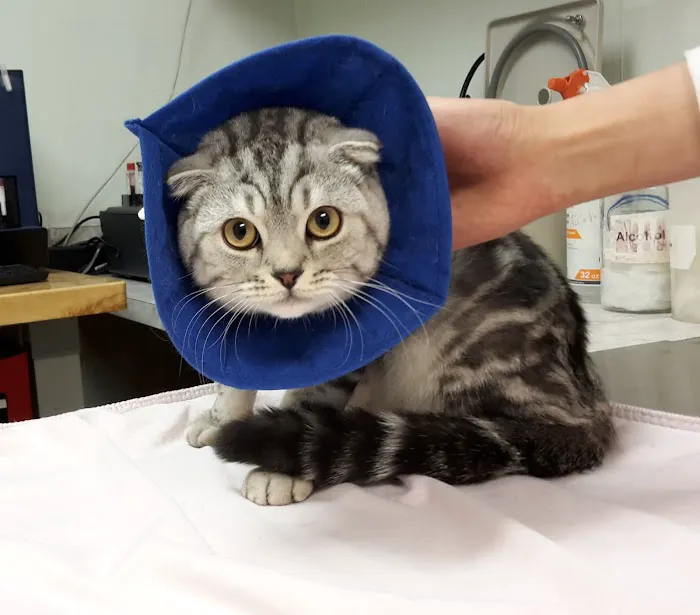 Sunshine Animal Hospital 8