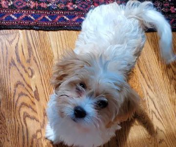 Banfield Pet Hospital