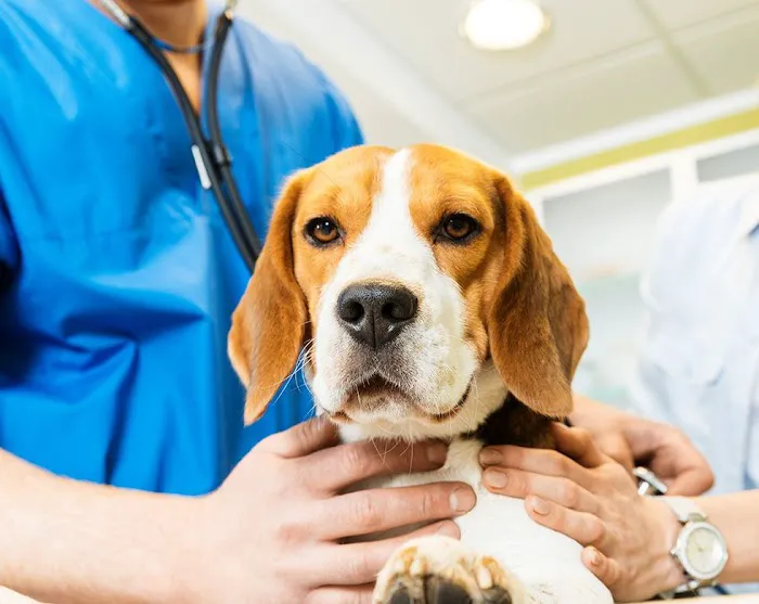 Village Veterinary Clinic 1