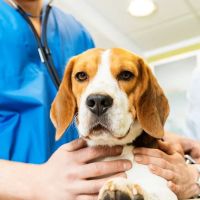 Village Veterinary Clinic ico
