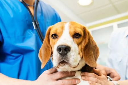 Village Veterinary Clinic
