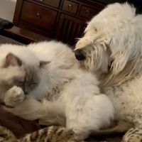 Hunter Mill Animal Hospital ico