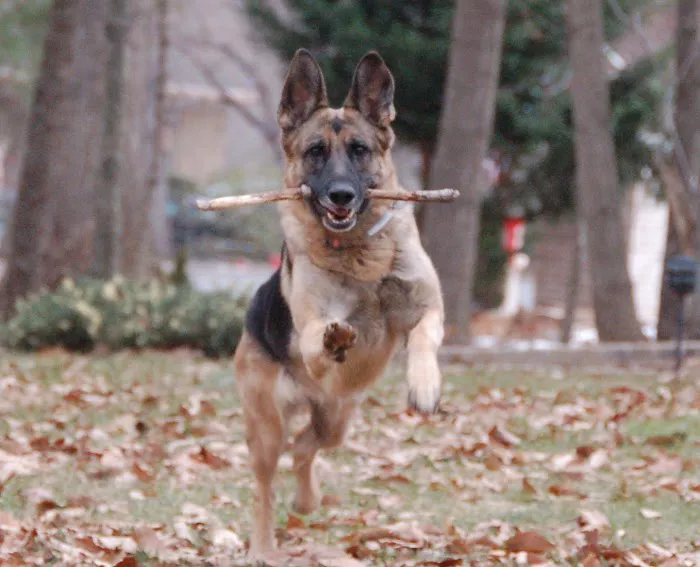 Hunter Mill Animal Hospital 3