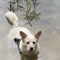Liberty Falls Veterinary Clinic ico