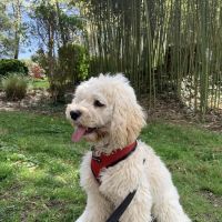Bradley Hills Animal Hospital ico