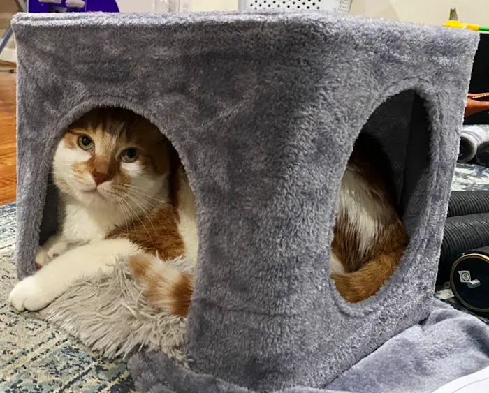 Animal Place Veterinary Hospital 12