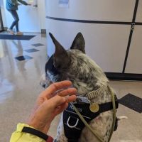 Nebel St. Animal Hospital ico