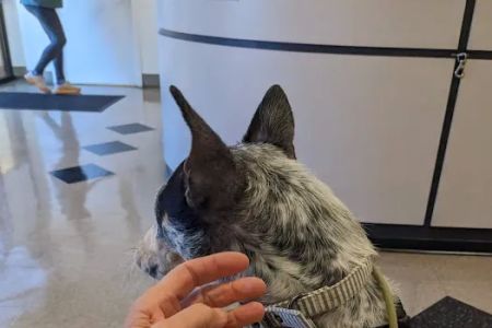 Nebel St. Animal Hospital