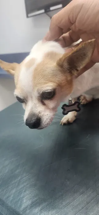 Caring Hands Animal Hospital - Rockville 12