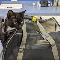 Caring Hands Animal Hospital - Rockville ico