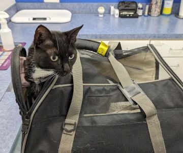 Caring Hands Animal Hospital - Rockville