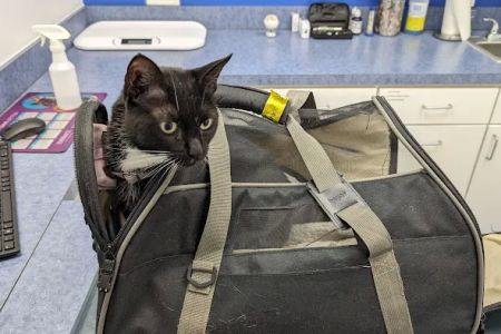 Caring Hands Animal Hospital - Rockville