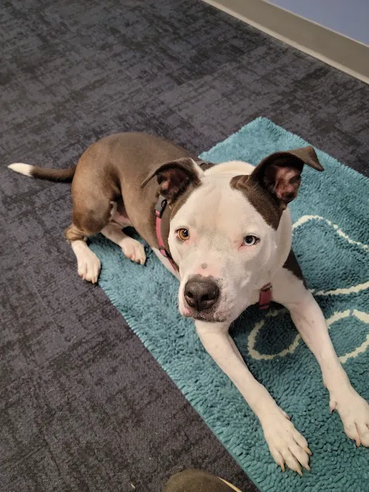 Balance Veterinary Center 12