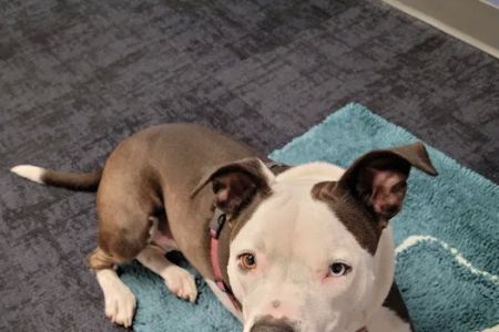 Balance Veterinary Center
