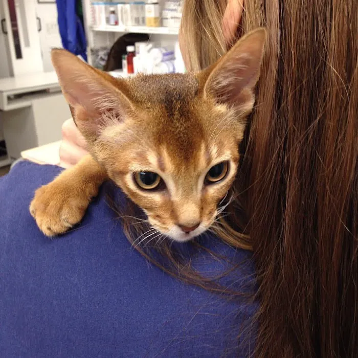 Kenhaven Animal Hospital 9