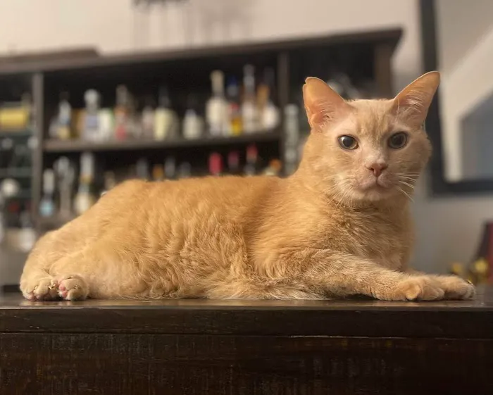 Kenhaven Animal Hospital 8