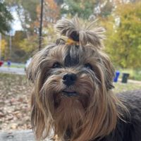 Kenhaven Animal Hospital ico