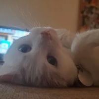 Flower Valley Veterinary Clinic ico