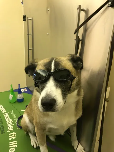 Flower Valley Veterinary Clinic 4