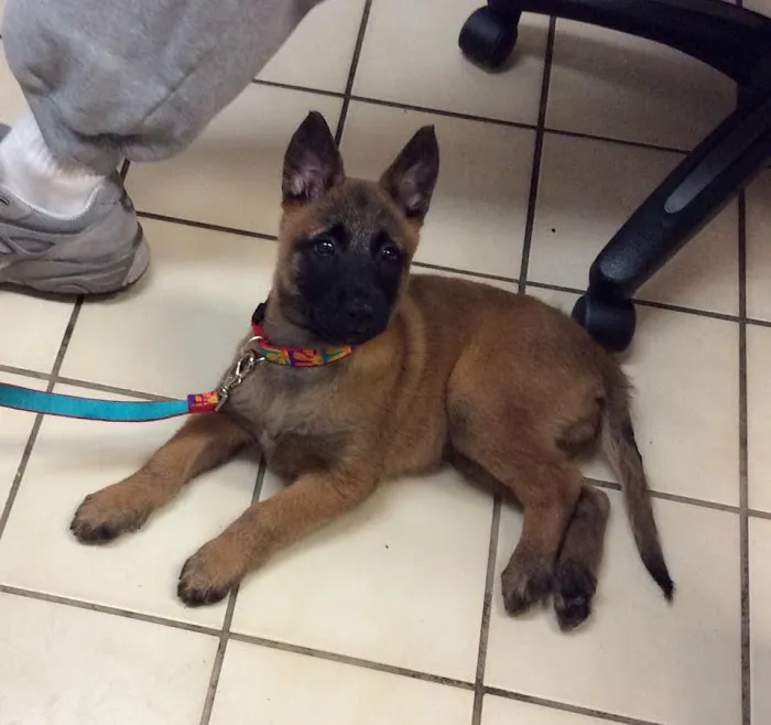 Flower Valley Veterinary Clinic 6