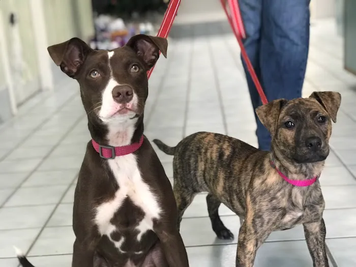 Petvacx Animal Hospital 12